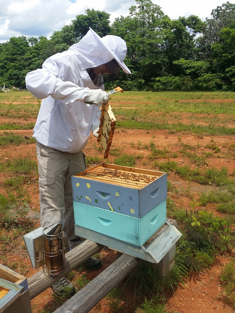 Ivy Academy Program Raising Bees In Face Of Population Decline 