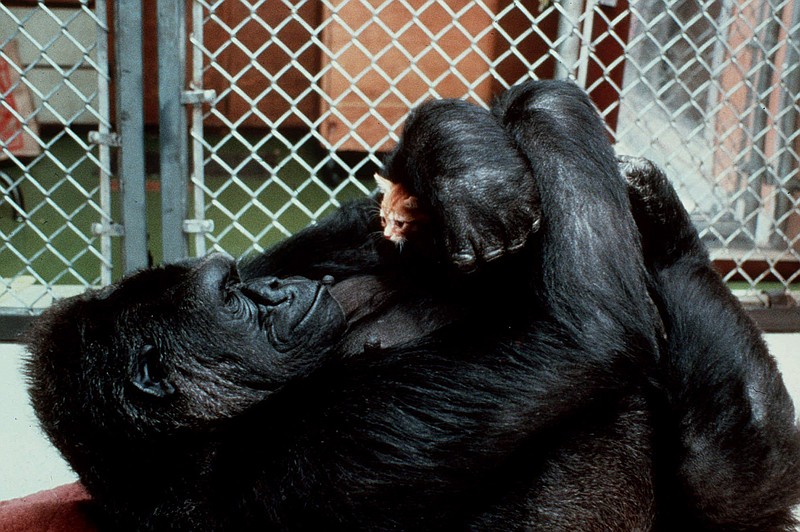 ** FILE ** Koko, the gorilla who converses in sign language, admires her new kitten on April 2, 1985. An alleged "nipple fetish" of Koko has put the Gorilla Foundation and its president in a legal tangle with two former caretakers who refused to display their breasts to the 300-plus-pound ape. (AP Photo/National Geographic Society, Ronald Cohn)
