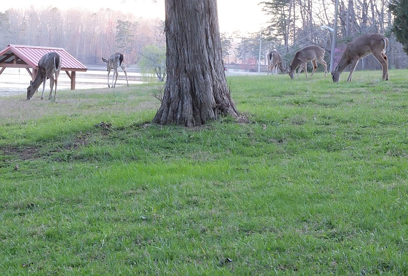 Deer graze in the yard of the superintendants residence at Harrison Bay State Park late Tuesday.
