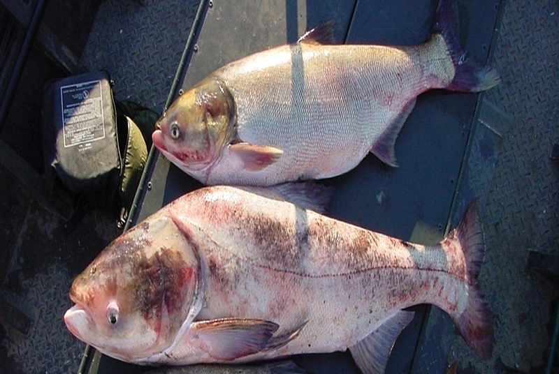 A silver carp and bighead carp are shown in this contributed photo from the Tennessee Wildlife Resources Agency.