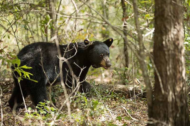 Contributed Alabama Department of Conservation and Natural Resources photo by Billy Pope / The Alabama Division of Wildlife and Freshwater Fisheries is working with Auburn University researchers and other state and federal agencies to collect data on the state's black bear population and movements. This data will be used to make scientific decisions about bear management.