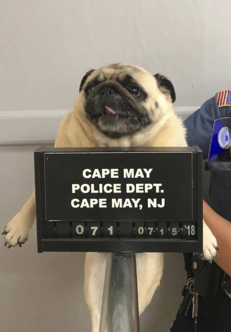 This photo provided by the Cape May N.J. Police Department shows "Bean" a pug dog being photographed at the Cape May Police Dept., in Cape May, N.J. The dog is home after police in the New Jersey shore town posted its mugshot on social media. Cape May Patrolman Michael LeSage found Bean the pug in a yard on Sunday, July 15, 2018. Police posted a photo of Bean on Facebook with the caption: "This is what happens when you run away from home." It took a few hours before Bean's owners tracked her down. (Cape May N.J. Police Department via AP)

