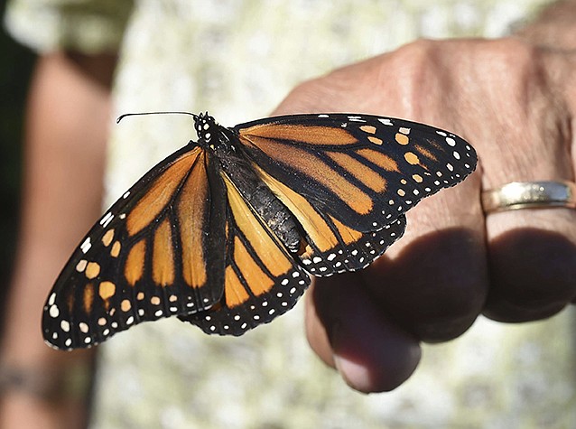 FILE - In this Oct. 20, 2017, file photo, John Miano of Destin, Fla., holds a monarch butterfly on his fingertip as he waits for the newly tagged insect to take flight during the Panhandle Butterfly House's Monarch Madness festival in Navarre, Fla. 