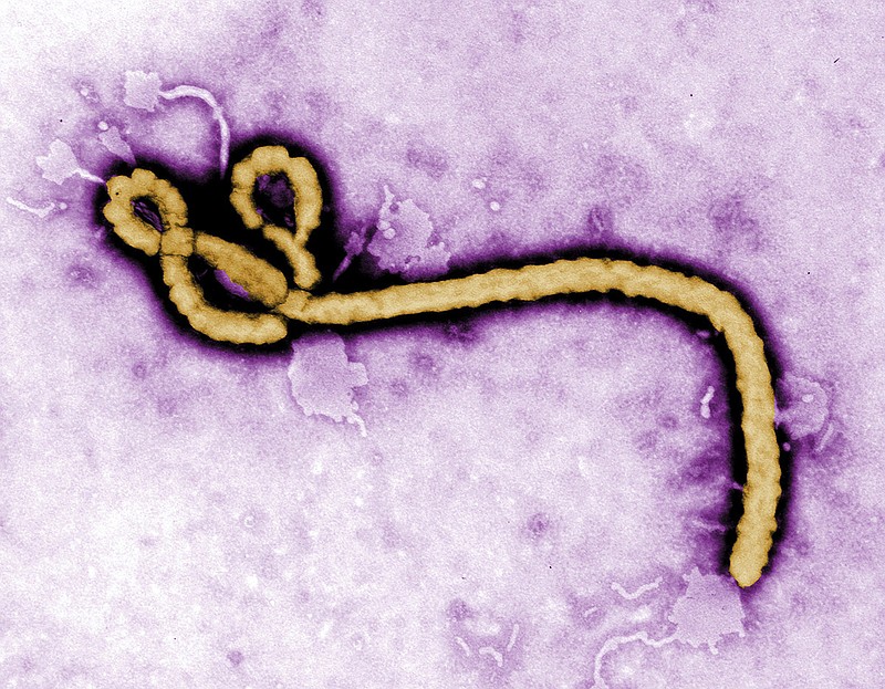 This undated colorized transmission electron micrograph image made available by the Centers for Disease Control and Prevention shows an Ebola virion. A Liberian woman who probably caught Ebola in 2014 may have infected three relatives a year after she first fell sick, doctors reported in a study published Monday, July 23, 2018. (Frederick Murphy/CDC via AP, File)