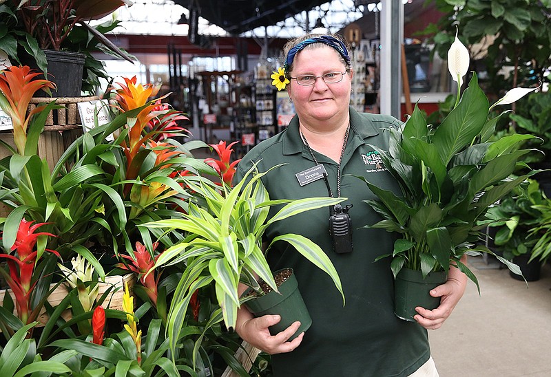 Donna Dent, a team leader at The Barn Nursery, poses for a photo with dracaena and a peace lily, which are among the houseplants sold at the store.