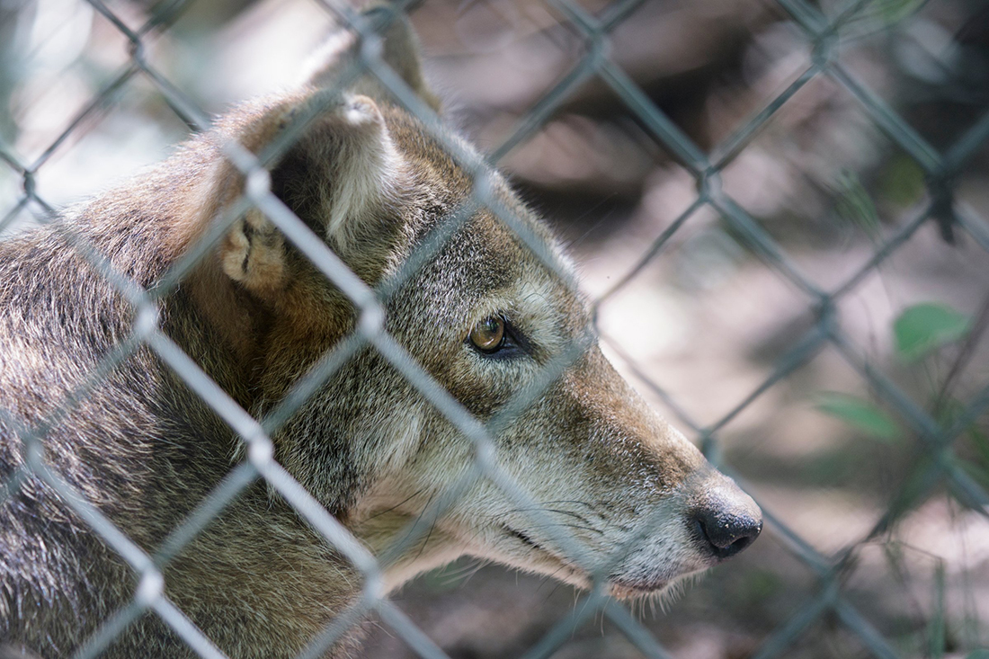 A red wolf is seen in an enclosure at Reflection Riding Arboretum and Nature Center on Thursday, July 26, 2018, in Chattanooga, Tenn. The center is part of a national conservation program helping to breed and repopulate endangered red wolves.