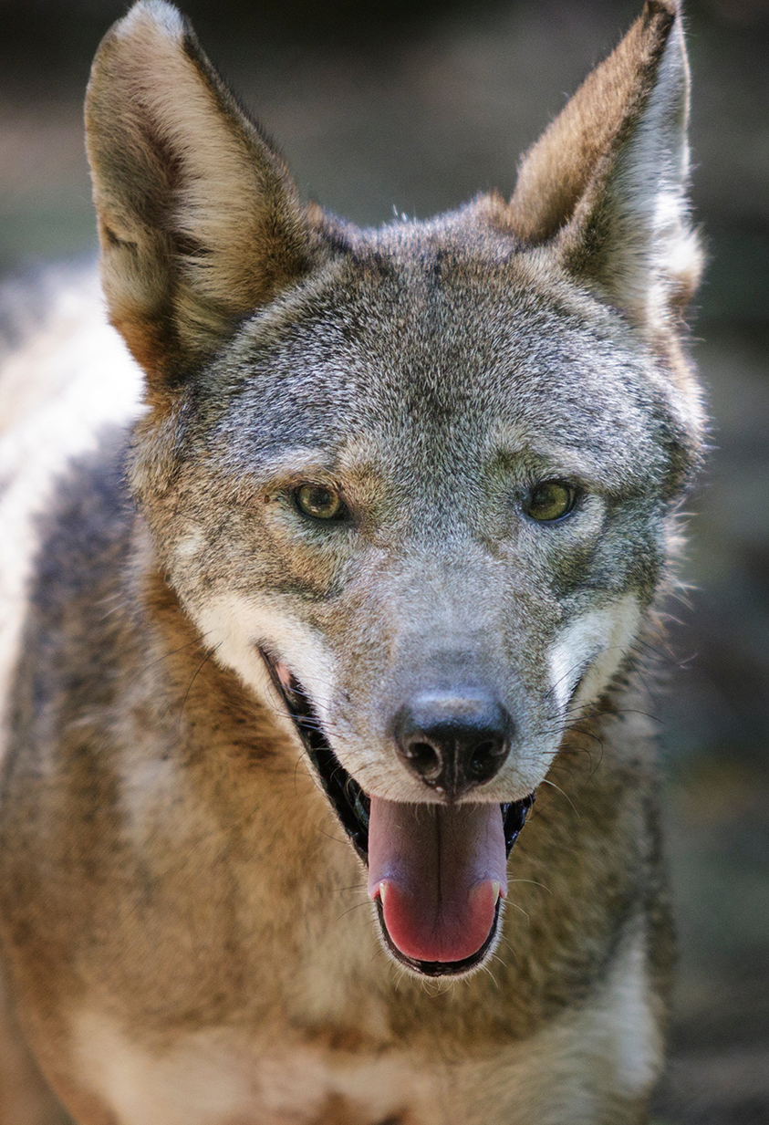 A red wolf is seen in an enclosure at Reflection Riding Arboretum and Nature Center on Thursday, July 26, 2018, in Chattanooga, Tenn. The center is part of a national conservation program helping to breed and repopulate endangered red wolves.