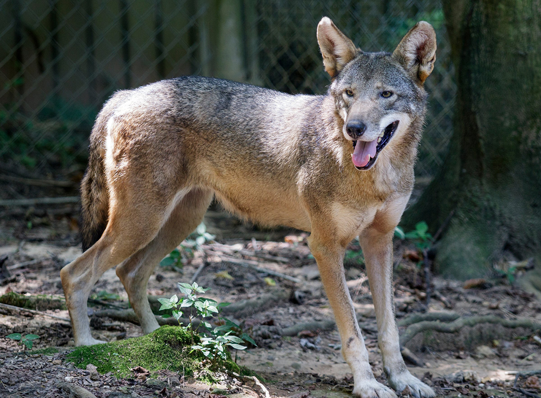 A red wolf is seen in an enclosure at Reflection Riding Arboretum and Nature Center on Thursday, July 26, 2018, in Chattanooga, Tenn. The center is part of a national conservation program helping to breed and repopulate endangered red wolves.