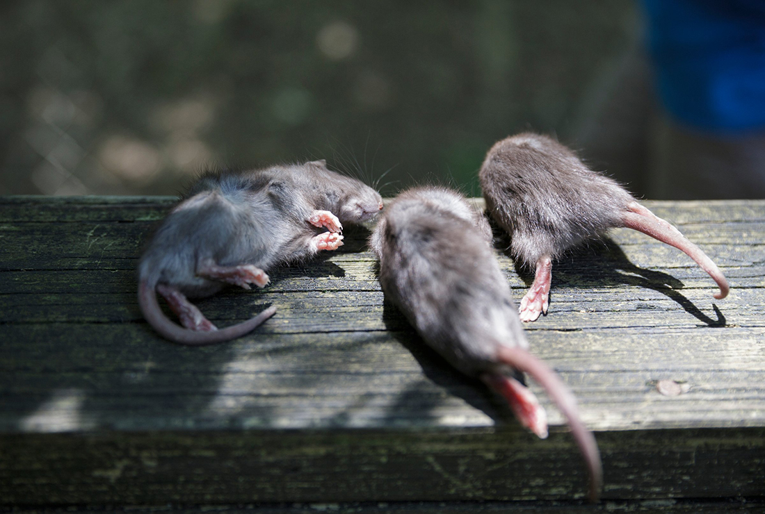 Frozen rats are ready to be fed to red wolves at Reflection Riding Arboretum and Nature Center on Thursday, July 26, 2018, in Chattanooga, Tenn. The center is part of a national conservation program helping to breed and repopulate endangered red wolves.