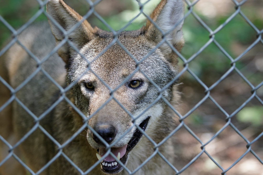 A red wolf is seen in an enclosure at Reflection Riding Arboretum and Nature Center on Thursday, July 26, 2018, in Chattanooga, Tenn. The center is part of a national conservation program helping to breed and repopulate endangered red wolves.