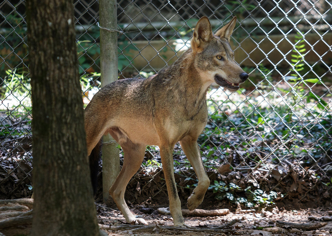A red wolf is seen in an enclosure at Reflection Riding Arboretum and Nature Center on Thursday, July 26, 2018, in Chattanooga, Tenn. The center is part of a national conservation program helping to breed and repopulate endangered red wolves.