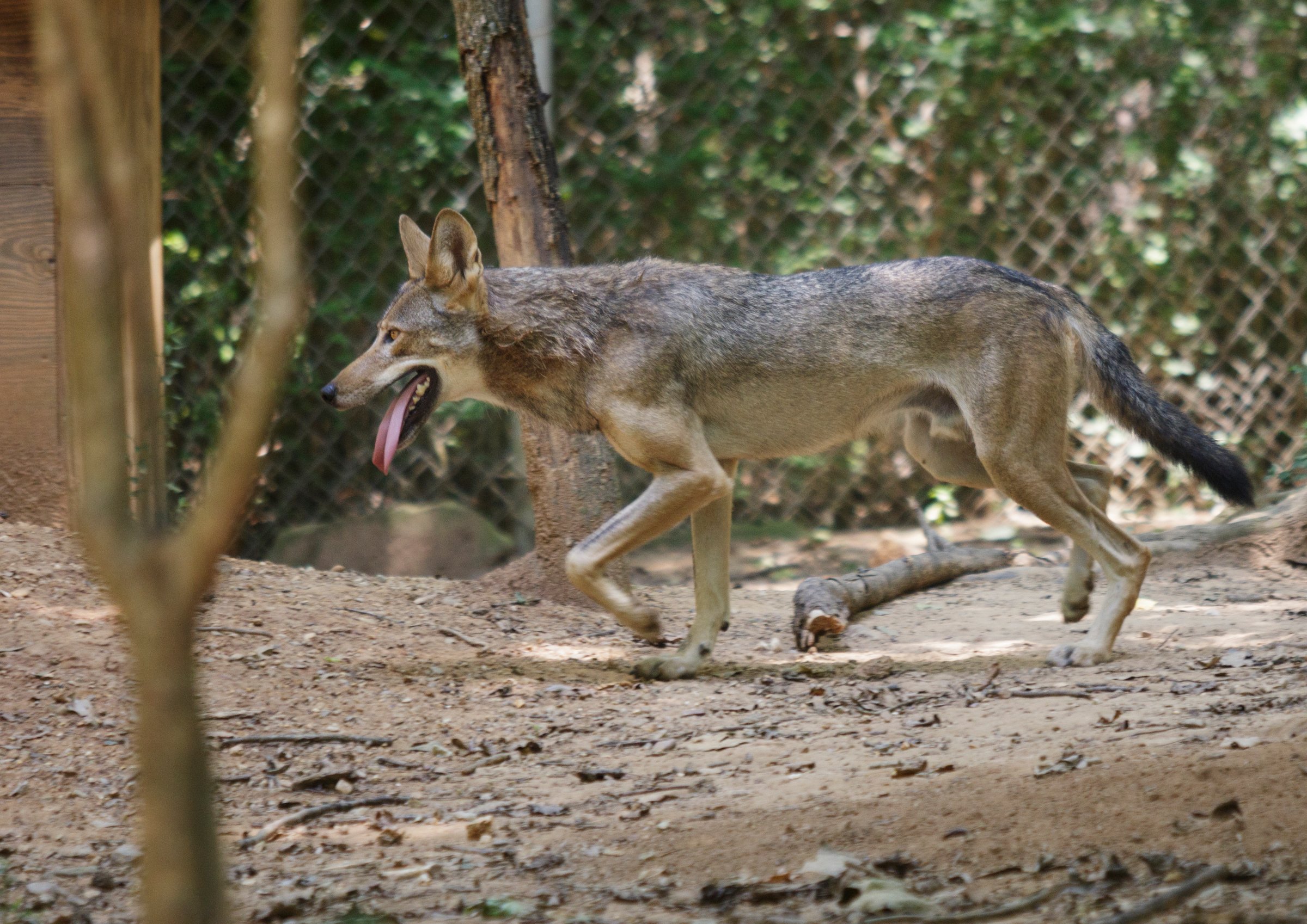 A red wolf is seen in an enclosure at Reflection Riding Arboretum and Nature Center on Thursday, July 26, 2018, in Chattanooga, Tenn. The center is part of a national conservation program helping to breed and repopulate endangered red wolves.