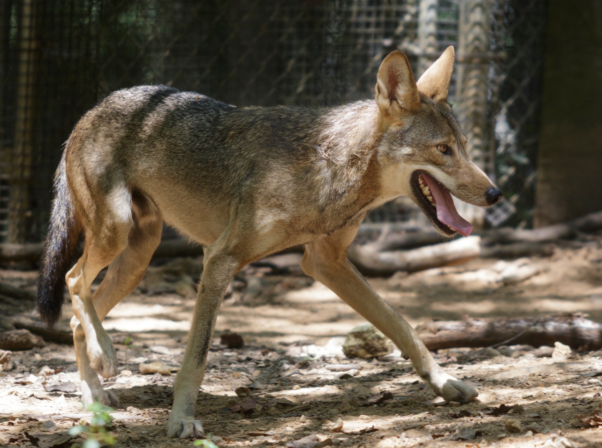 A red wolf is seen in an enclosure at Reflection Riding Arboretum and Nature Center on Thursday, July 26, 2018, in Chattanooga, Tenn. The center is part of a national conservation program helping to breed and repopulate endangered red wolves.