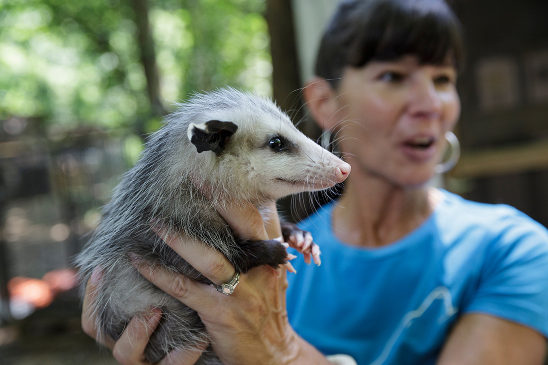 Director of Wildlife Trish Gailmard holds Minnie the possum at Reflection Riding Arboretum and Nature Center on Thursday, July 26, 2018, in Chattanooga, Tenn. The center is part of a national conservation program helping to breed and repopulate endangered red wolves.