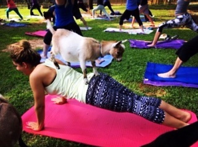 A goat climbs onto the back of a yogi during one of Goat Yoga Chattanooga owner Becca Caney's friends' classes in Dallas, Texas. The success of that business inspired Caney to start her own in her new hometown when she moved to Chattanooga.