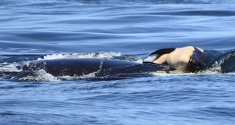 In this photo taken Tuesday, July 24, 2018, provided by the Center for Whale Research, a baby orca whale is being pushed by her mother after being born off the Canada coast near Victoria, British Columbia. The new orca died soon after being born. 