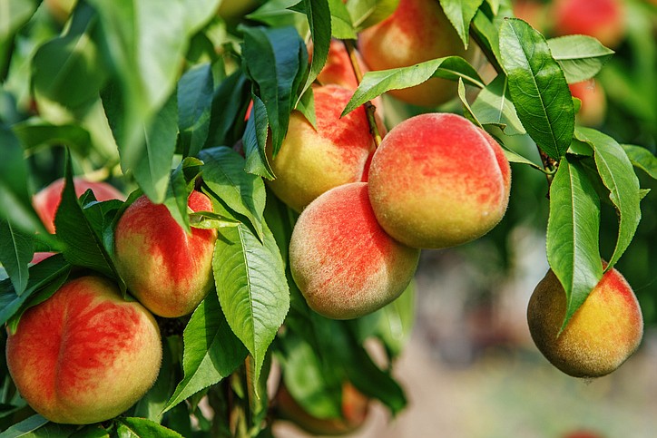 Sweet peach fruits growing on a peach tree branch in orchard. / Getty Images