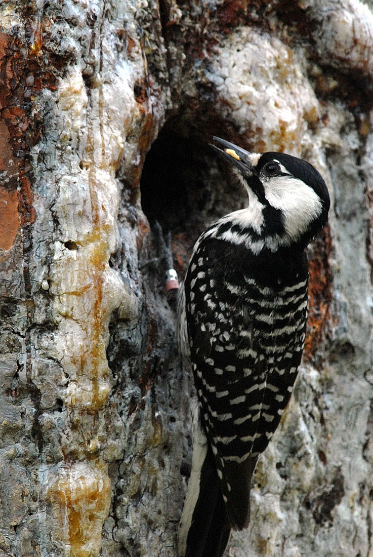 A red-cockaded woodpecker is seen feeding and nesting. / Photo courtesy of NFWF