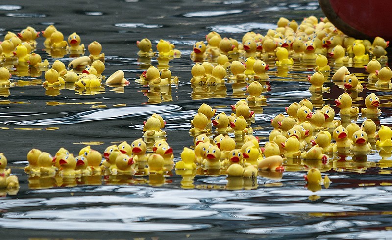 Rubber ducks drift on the Tennessee River during the 2017 Great Kiwanis Duck Race in Chattanooga.