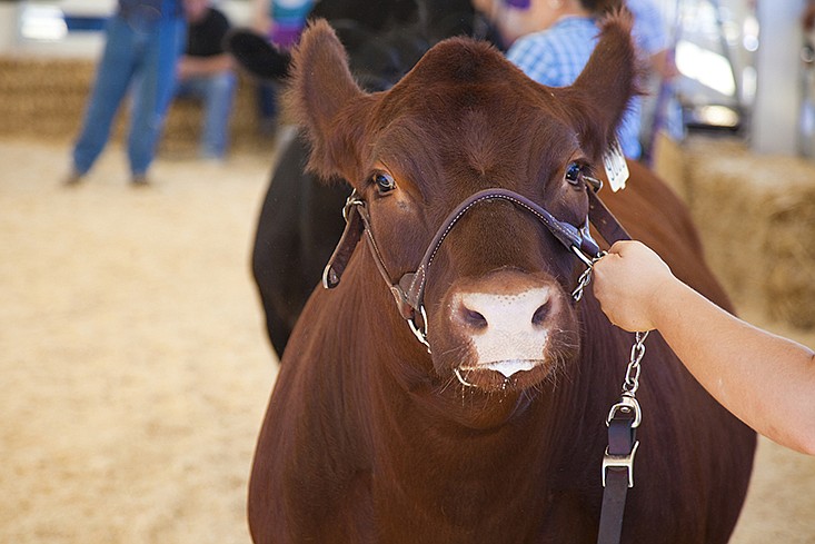 cow livestock farm county fair tile / Getty Images