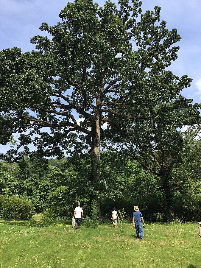 The post oak tree on the former Quarry Golf Course is pictured before the property was sold to a private developer.