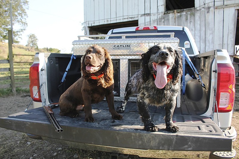 These cocker spaniels might be looking forward to dove hunting season as much as outdoors columnist Larry Case, who reminds those intending to be ready for next month's activities not to wait to prepare.