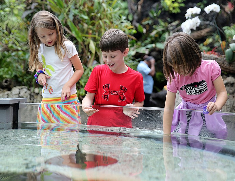 Bella Blackwell, 8, Everrett Pyron, 5, and Lilly Blackwell, 5, dunk their fingers into the water as a stingray passes by at the Tennessee Aquarium on Thursday, May 25, 2017, in Chattanooga, Tenn. The cousins from Alexandria, La., and Birmingham, Ala., traveled to the aquarium with their grandmother for the day. 
