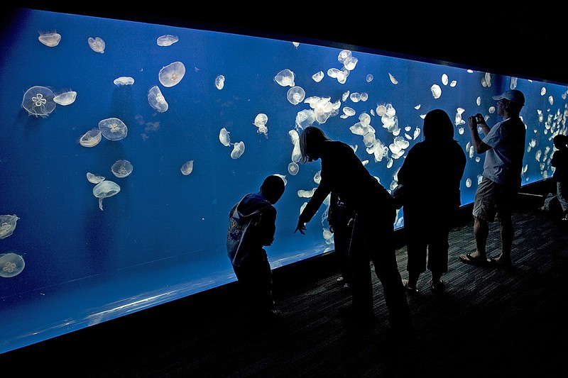 The Tennessee Aquarium's exhibit, "Jellies: Living Art" concludes Sunday, Sept. 16. (Tennessee Aquarium photo)