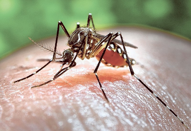 This 2006 photo made available by the U.S. Centers for Disease Control and Prevention shows a female Aedes aegypti mosquito acquiring a blood meal from a human host at the centers in Atlanta. (AP Photo/U.S. Centers for Disease Control and Prevention, James Gathany)