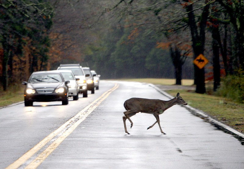 A deer stops traffic as it wanders across the street in the Chickamauga Battlefield Thursday afternoon. 