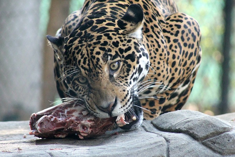 Chattanooga Zoo will open its gates for an after-hours event, Beastly Feast, on Friday, Sept. 14, 2018.