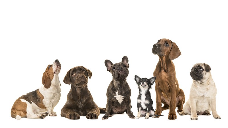 Group of various kind of purebred dogs sitting next to each other looking up isolated on a white background / Getty Images