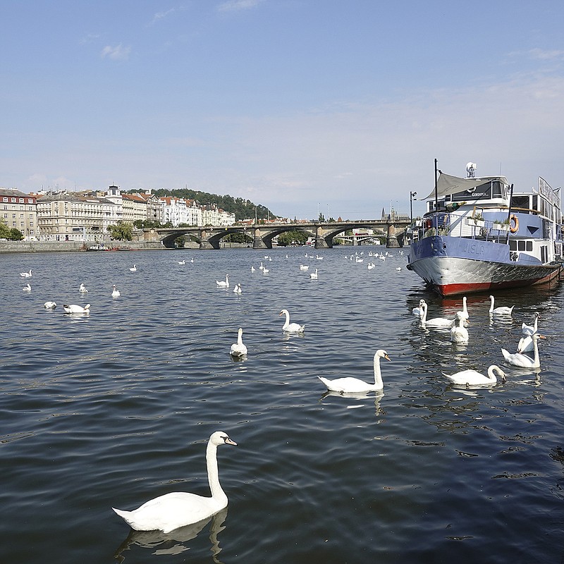 Swans on the Vltava River next to the Saturday morning Naplavka Farmers' Market in Prague. For decades, Prague has been on the backpacker circuit, and for good reason: it's magnificent. (Jada Yuan/The New York Times)