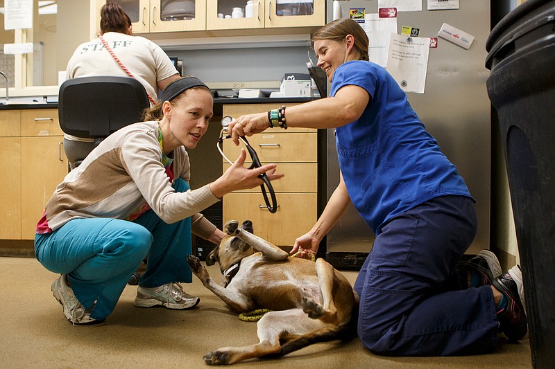 Veterinarian technician Jill Tokay, right, smiles as she hands a stethoscope to Veterinarian Care Administrator Christy Ha while checking Charlie Dog at McKamey Animal Center on Thursday, Sept. 13, 2018, in Chattanooga, Tenn. Thirteen dogs, evacuated from Greenville, S.C., due to Hurricane Florence as part of McKamey's second trip, were triaged early this morning. All the dogs will be available for adoption in the coming weeks.