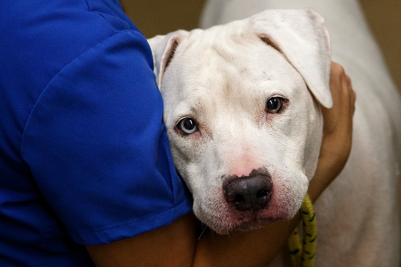 Veterinarian assistant Jill Tokay comforts Pooh Bear as he is triaged at McKamey Animal Center on Thursday, Sept. 13, 2018, in Chattanooga, Tenn. Thirteen dogs, evacuated from Greenville, S.C., due to Hurricane Florence as part of McKamey's second trip, were triaged early this morning. All the dogs will be available for adoption in the coming weeks.