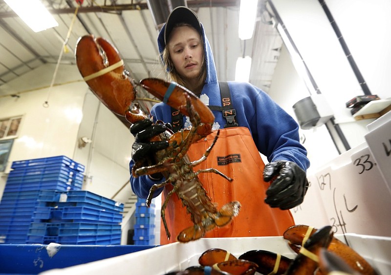In this Tuesday, Sept. 11, 2018 photo, Kyle Bruns packs a live lobster for shipment to Hong Kong at The Lobster Company in Arundel, Maine. China is a major buyer of lobsters, and the country imposed a heavy tariff on exports from the U.S. in early July amid trade hostilities between the two superpowers. Exporters in the U.S. say their business in China has dried up since then. (AP Photo/Robert F. Bukaty)
