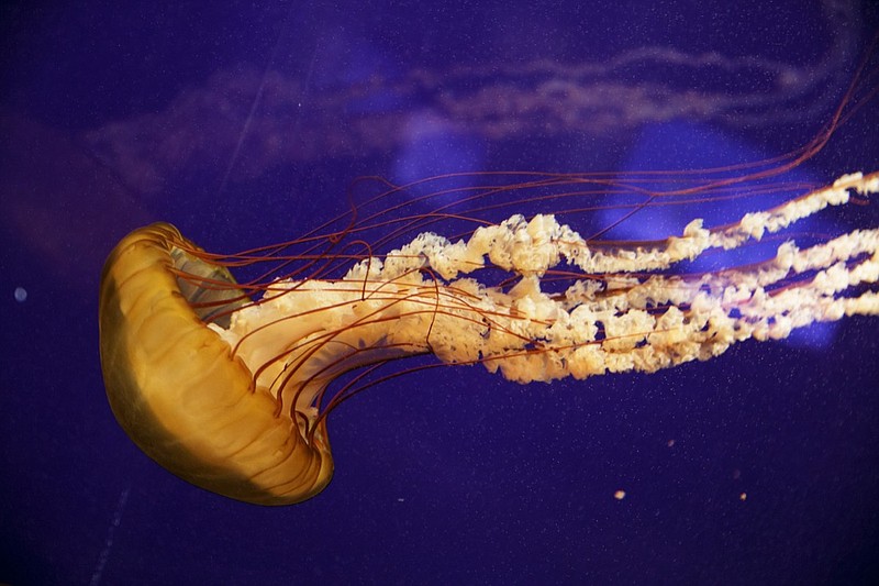 A west coast sea nettle floats in a tank in the Jellies: Living Art exhibit at the Tennessee Aquarium on Friday, Sept. 14, 2018, in Chattanooga, Tenn. The exhibit's final day is Sunday before it will close for the installation of a new "Island Life" exhibit scheduled to open in March.