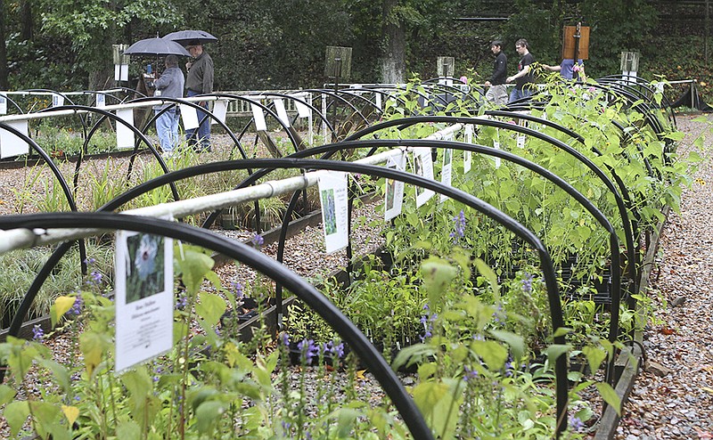 

The 26th annual native plant sale at the Chattanooga Arboretum and Nature Center at Reflection Riding on Saturday in Chattanooga, Tenn. / Staff Photo by Maura Friedman/Chattanooga Times Free Press, September 21, 2013