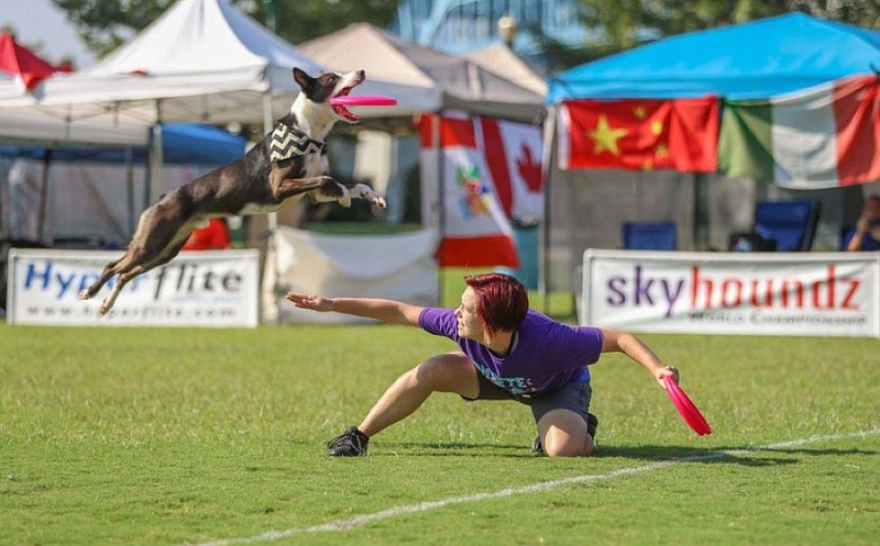 
Dogs of all breeds and sizes will compete in SkyHoundz World Canine Disc Championship this weekend in Coolidge Park. / SkyHoundz Contributed Photo
