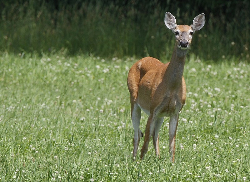 FILE - In this July 5, 2011 file photo, a  deer looks up from grazing in a sun-drenched field  in Barre, Vt.  As archery deer hunting season opens Saturday, Oct. 3, 2015 in Vermont, the deer population is estimated to be down 11 to 15 percent due to the winter. As a result the total number of hunting permits authorized has been reduced by 44 percent from 2014 (AP Photo/Toby Talbot)