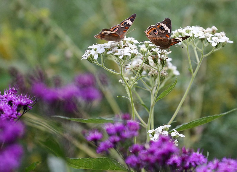 Butterflies land atop a plant Friday, September 21, 2018 at the Tennessee Aquarium Conservation institute in Chattanooga, Tennessee. Scientists around the world are reporting a decline in flying insects.