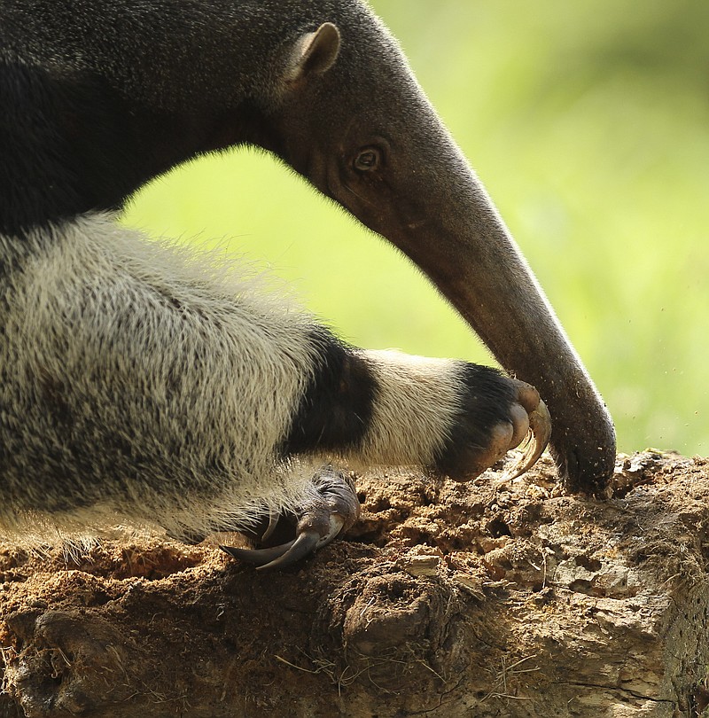 Giant Anteater / Photo by Christian Sperka, courtesy of the Chattanooga Zoo