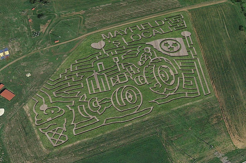Mayfield Corn Maze & Pumpkin Patch offers three mazes this season. The corn maze's theme is "Mayfield loves local." (Mayfield Contributed Photo)