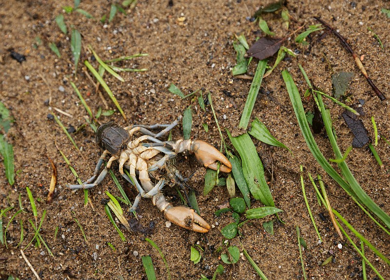 A dead crayfish is curled in Nancy Layne's yard one day after a deadly flash flood in the Depot Street area on Thursday, Sept. 27, 2018, in Soddy-Daisy, Tenn. Residents, volunteers and business owners returned Thursday following the flooding which killed one person Wednesday.