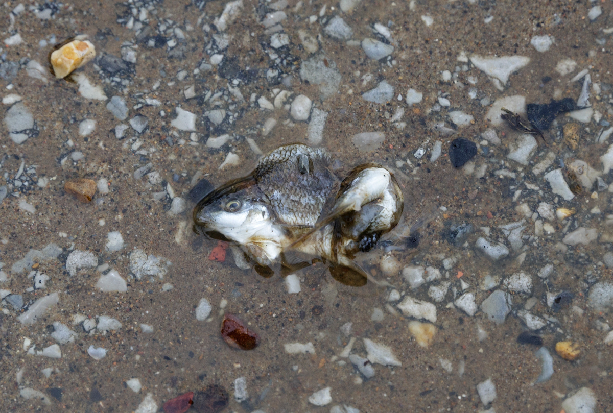 A dead fish is seen on the roadway one day after a deadly flash flood in the Depot Street area on Thursday, Sept. 27, 2018, in Soddy-Daisy, Tenn. Residents, volunteers and business owners returned Thursday following the flooding which killed one person Wednesday.