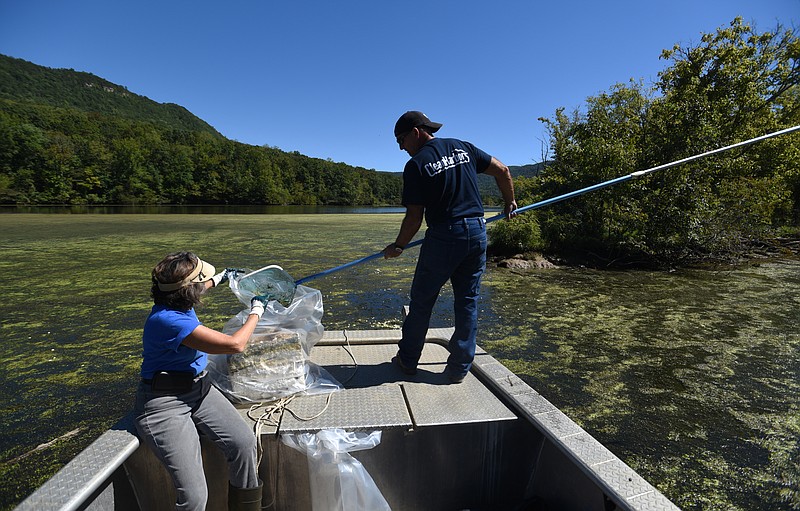 Christine Hunt, left, and Gresh Tuggle, from left, bag trash from the river Wednesday, Sept. 28, 2016  in the Tennessee River Gorge in Marion County.