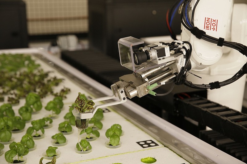 In this Thursday, Sept. 27, 2018, photo, a robotic arm lifts plants being grown at Iron Ox, a robotic indoor farm, in San Carlos, Calif. At the indoor farm, robot farmers that roll maneuver through a suburban warehouse tending to rows of leafy, colorful vegetables that will soon be filling salad bowls in restaurants and eventually may be in supermarket produce aisles, too. (AP Photo/Eric Risberg)