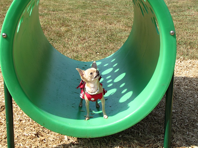 Mirabelle, an attendee at a previous year's Bark in the Park, crawls through a tube at the dog park at Heritage Park.