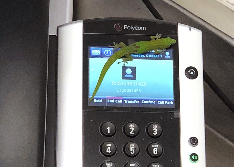 This Oct. 3, 2018, photo provided by The Marine Mammal Center hospital director Claire Simeone shows a gecko on a phone at the center in Kailua Kona, Hawaii. The gecko is the culprit in making numerous calls in the phones' recent call history with his tiny feet. (Clair Simeone/The Marine Mammal Center via AP)

