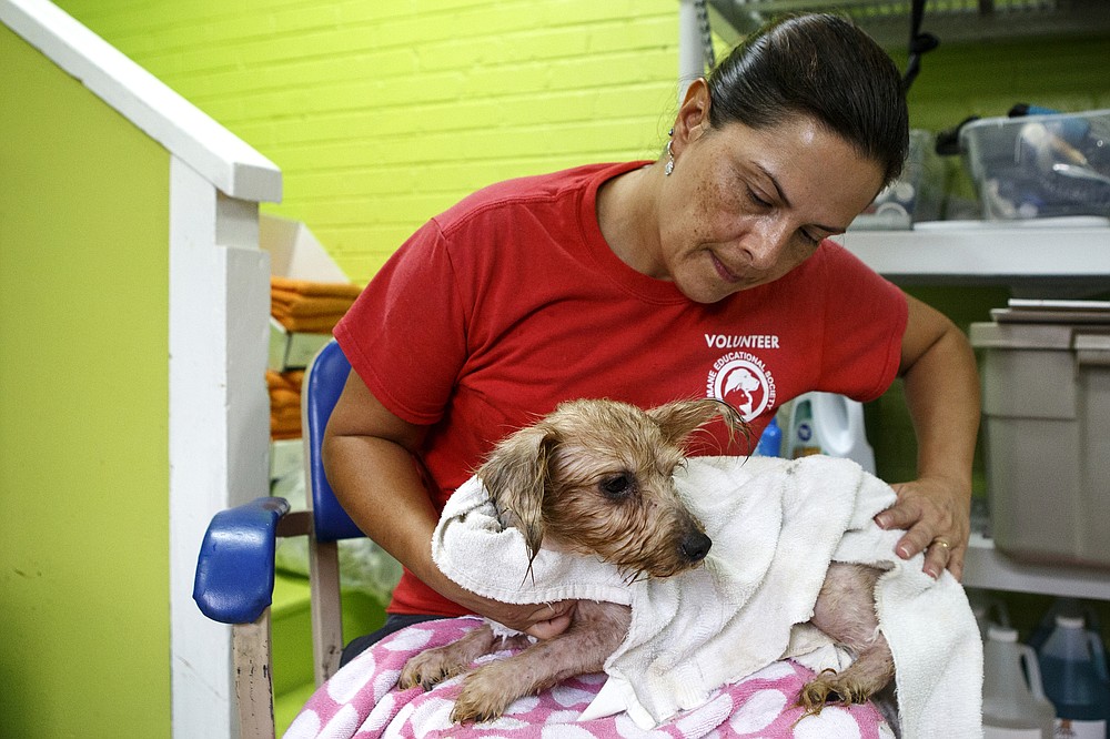 Dog rescue Chattanooga Times Free Press